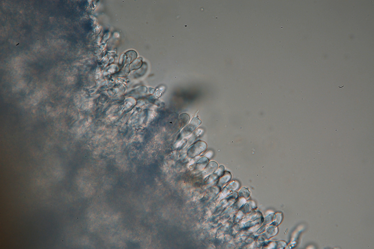 Una crosta da determinare-foto3355 (Hyphodermella corrugata)